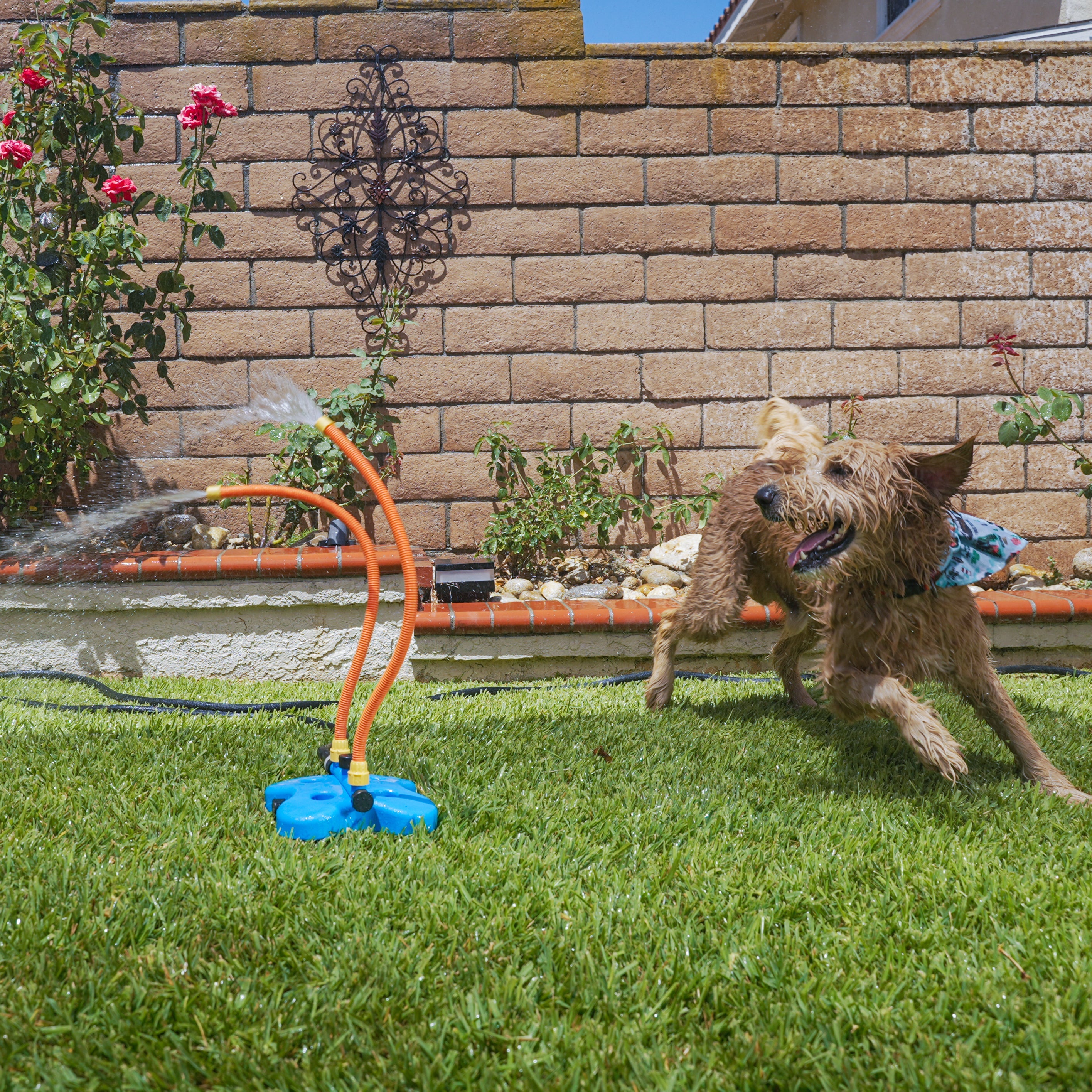 The Wave – The Ultimate Interactive Water Toy for Dogs